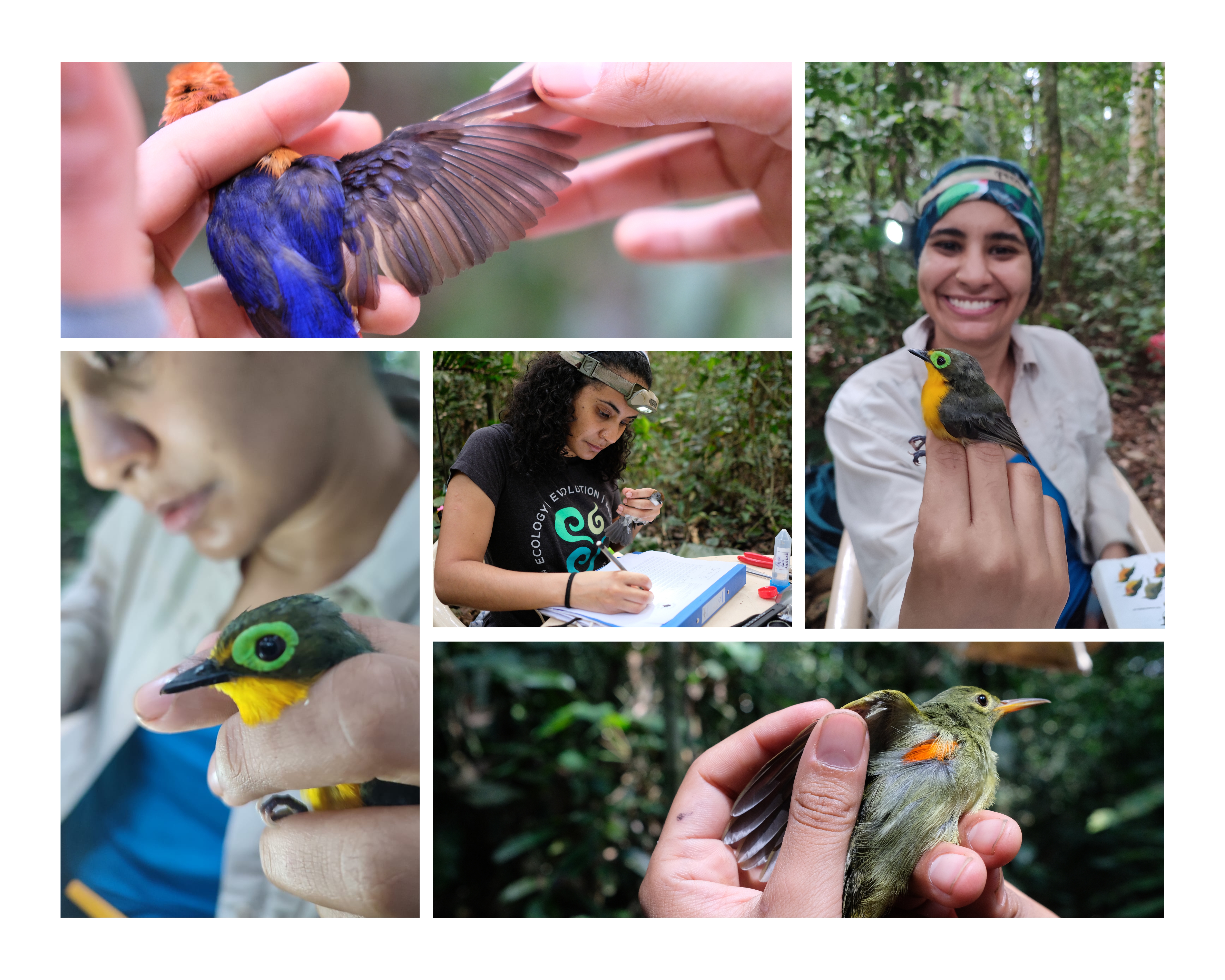 Collage of bird research