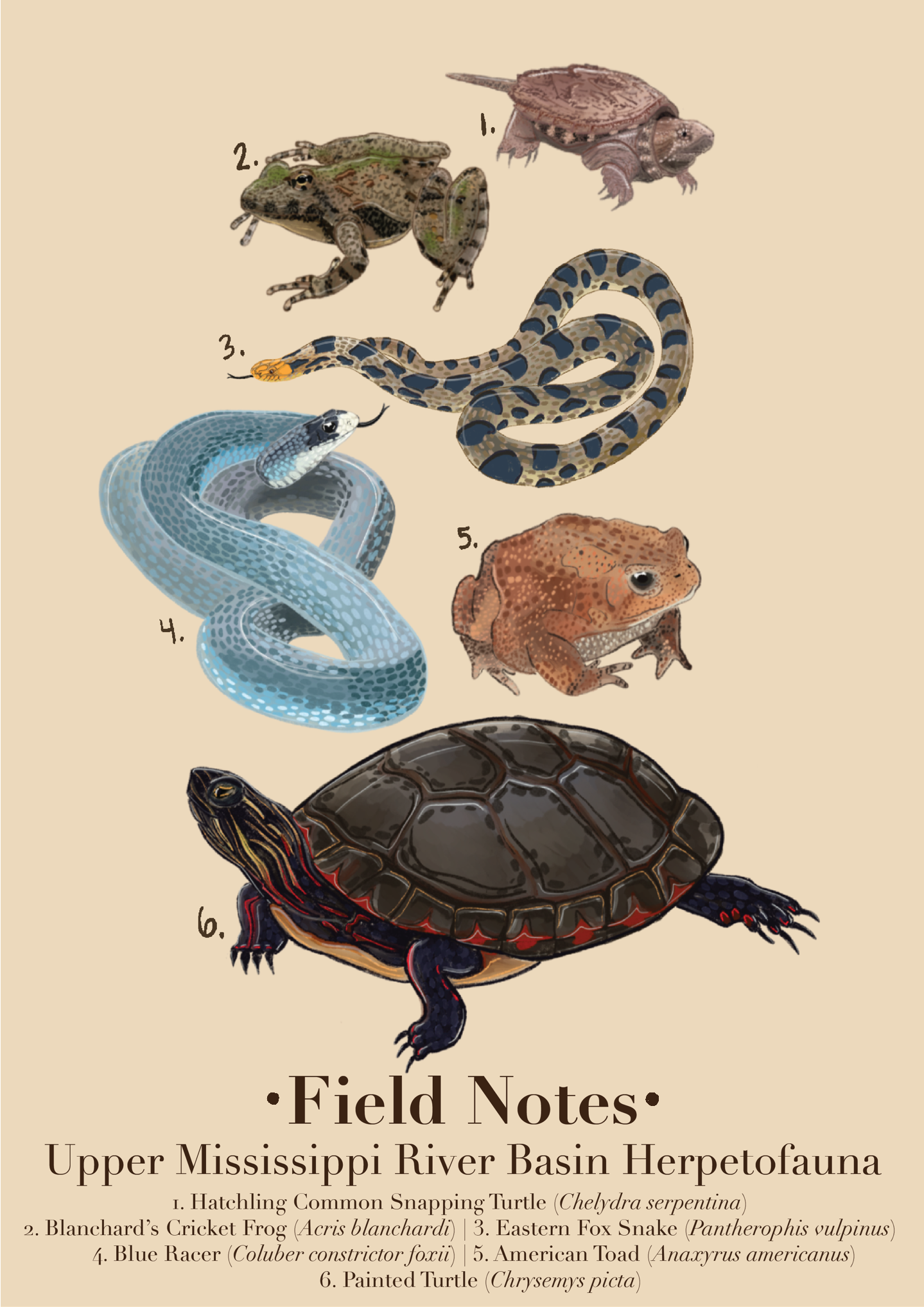 Illustrated field notes of six amphibians and reptiles from the Upper Mississippi River Basin, including frogs, snakes, and turtles.