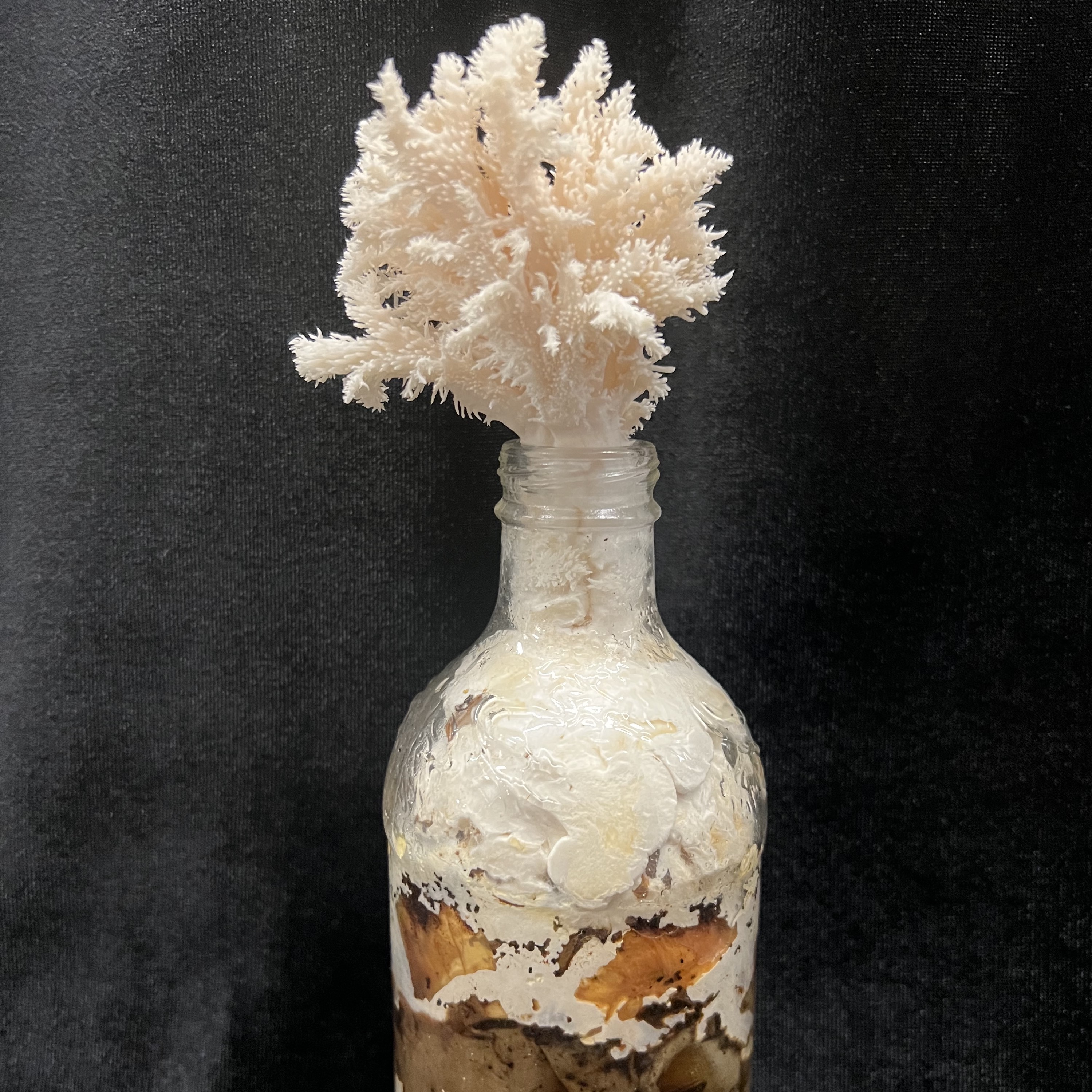 food waste fungus growing from glass bottle