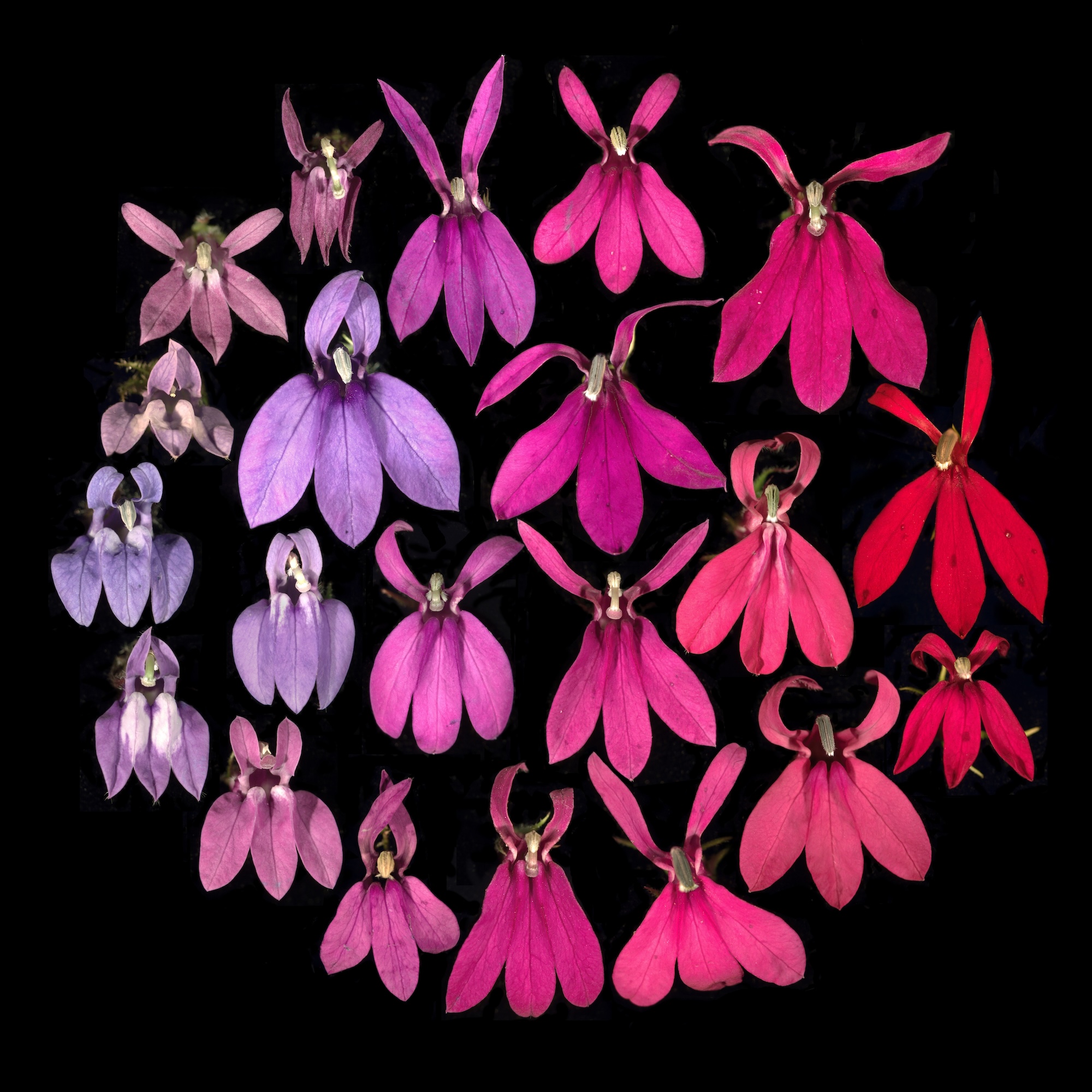 The Family Members We Never See Lobelia flowers in varying colors arranged on a black background.