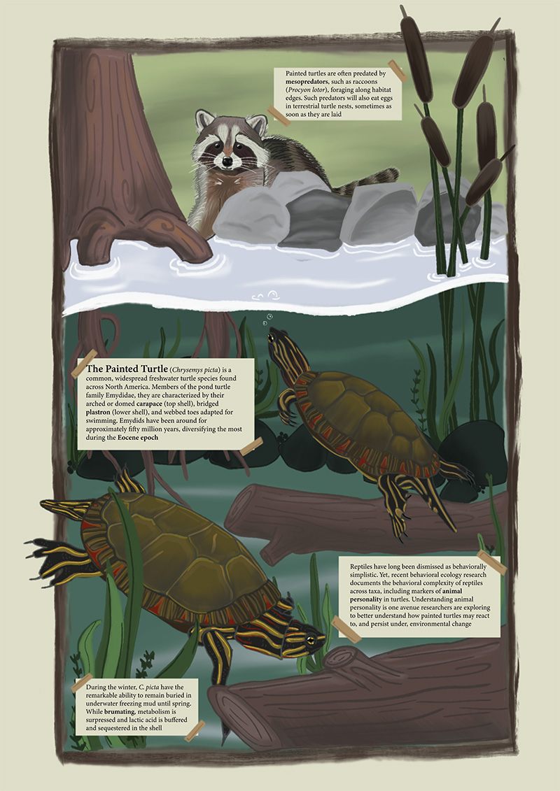 Turtle Tales: Evolution, Ecology, and Behavior of a Model Organism