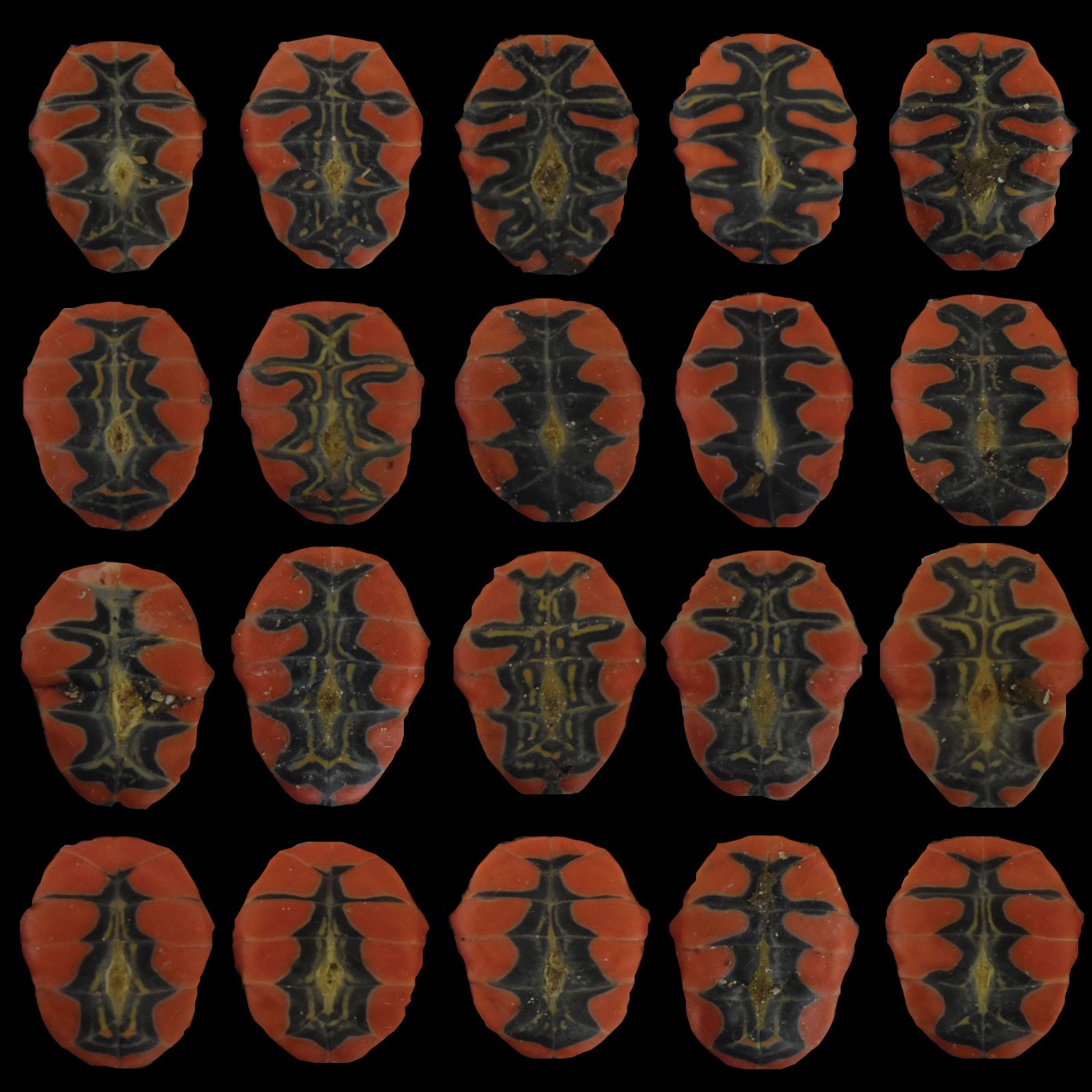 Variety of turtle shells in rows and columns with a red orange color