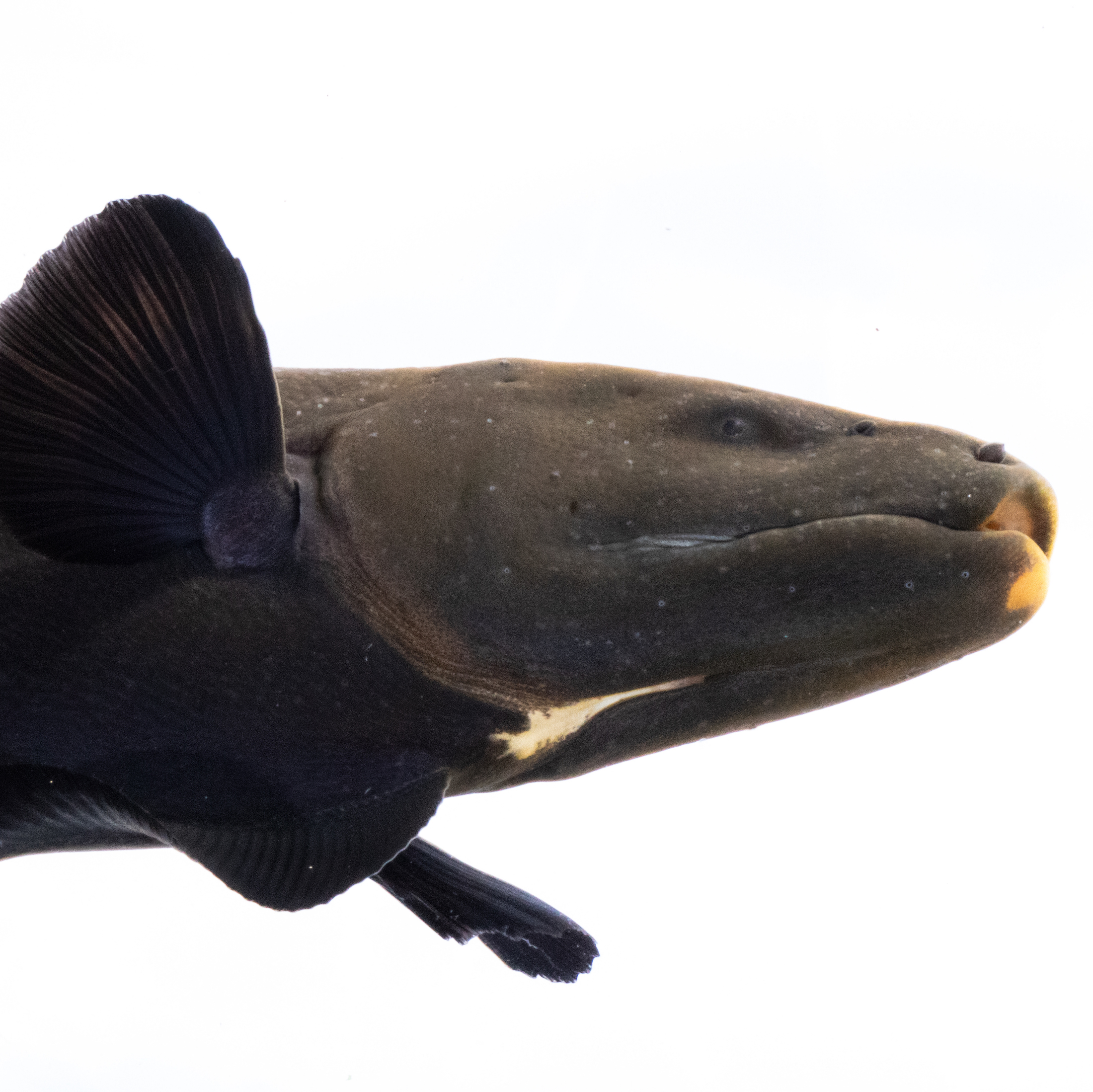 Gallant black ghost knife fish