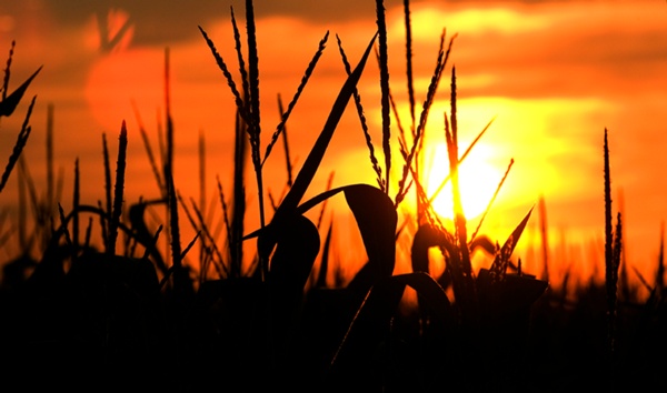 sun setting on crop field