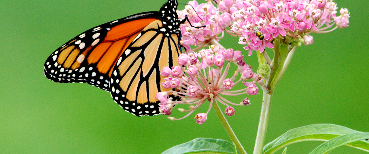 Climate change pressuring monarch butterflies
