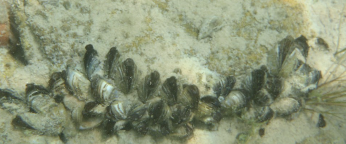 Exploring the relationship between zebra mussels and toxic algae