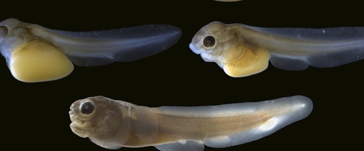 Fish genetics reveal human health, evolutionary history insights