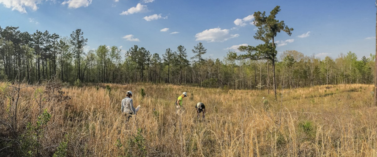 MSU team explores environmental restoration's long-term picture