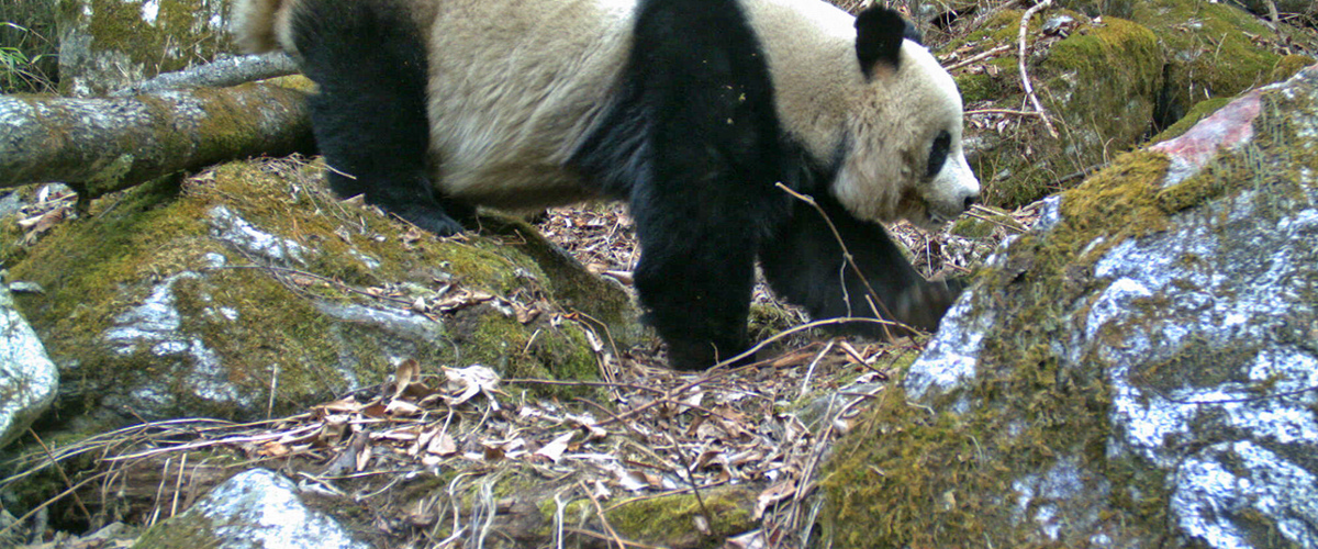 Roughing it a little benefits pandas, EEB researchers find