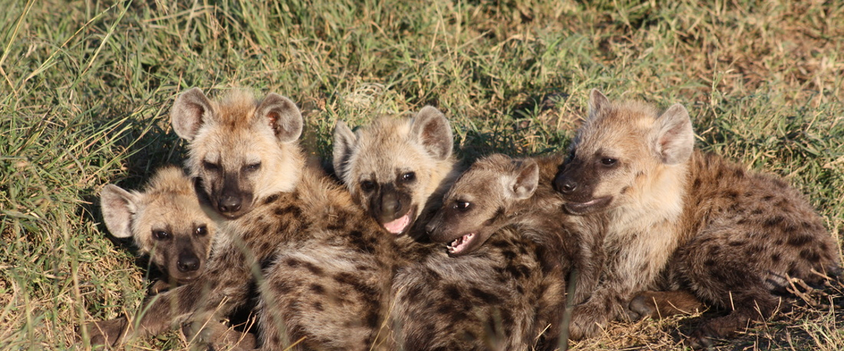 Toxoplasma induces fatally bold behavior in hyena cubs
