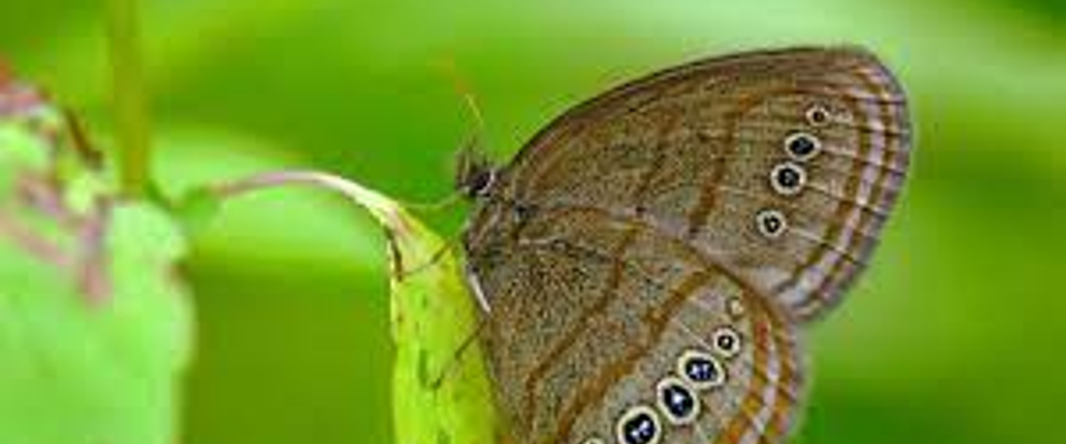 Boosting endangered butterfly confronting climate change