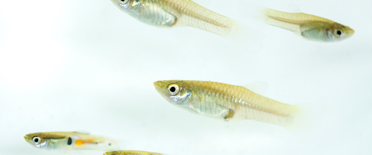 What guppy guts can teach us about evolution