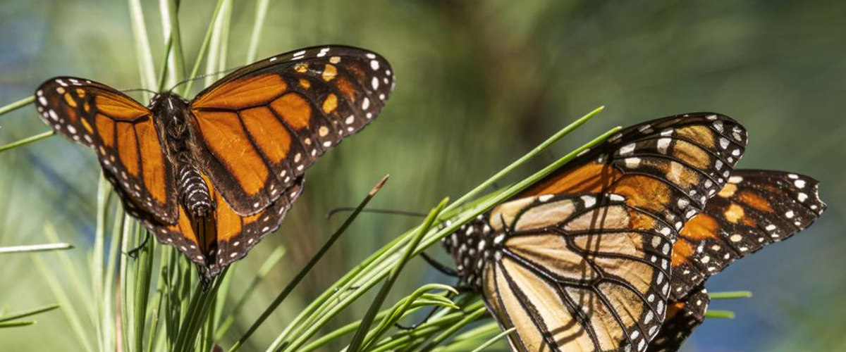 Haddad on monarch butterflies making an endangered list