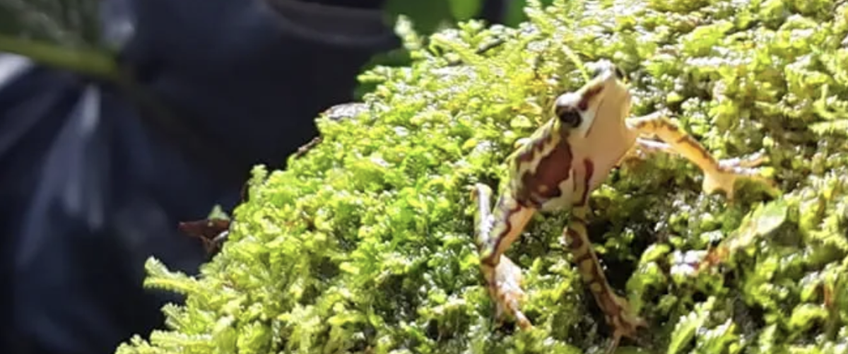 Meet the frogs overcoming extinction