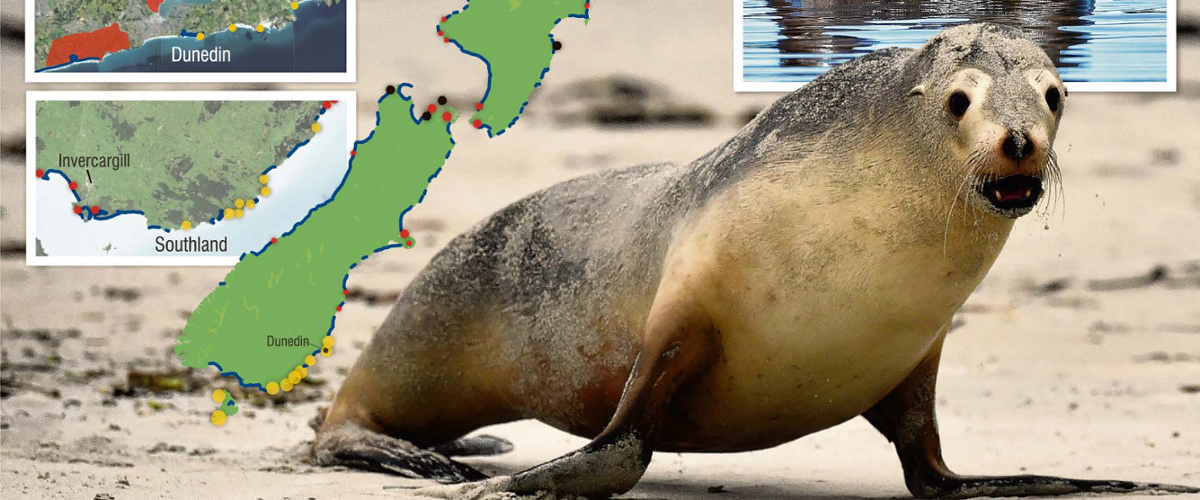 PhD student contributes new tool to predict, plan for sea lions