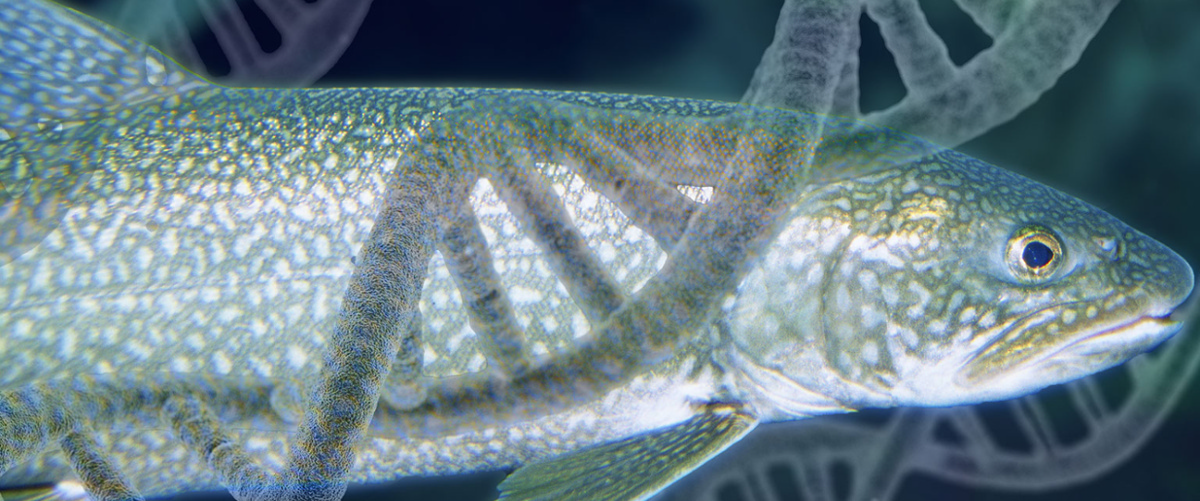 Applying the lake trout genome in Lake Michigan