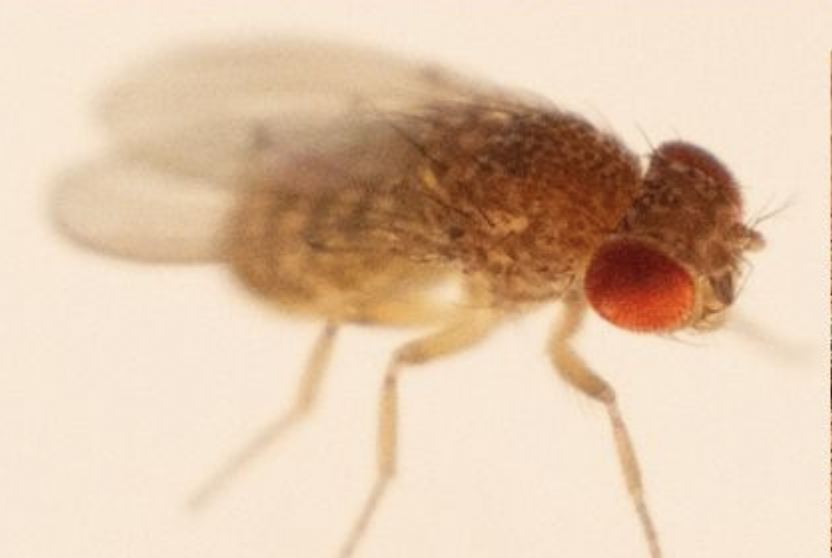 A desert fruit fly close-up