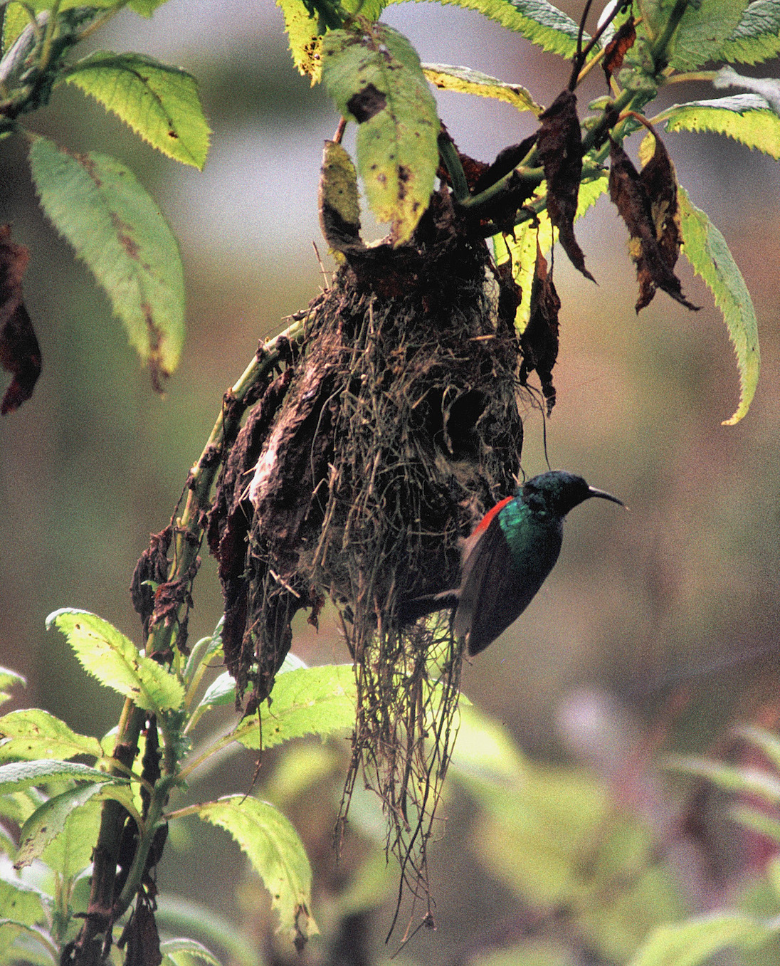 A sunbird perches outside a nest