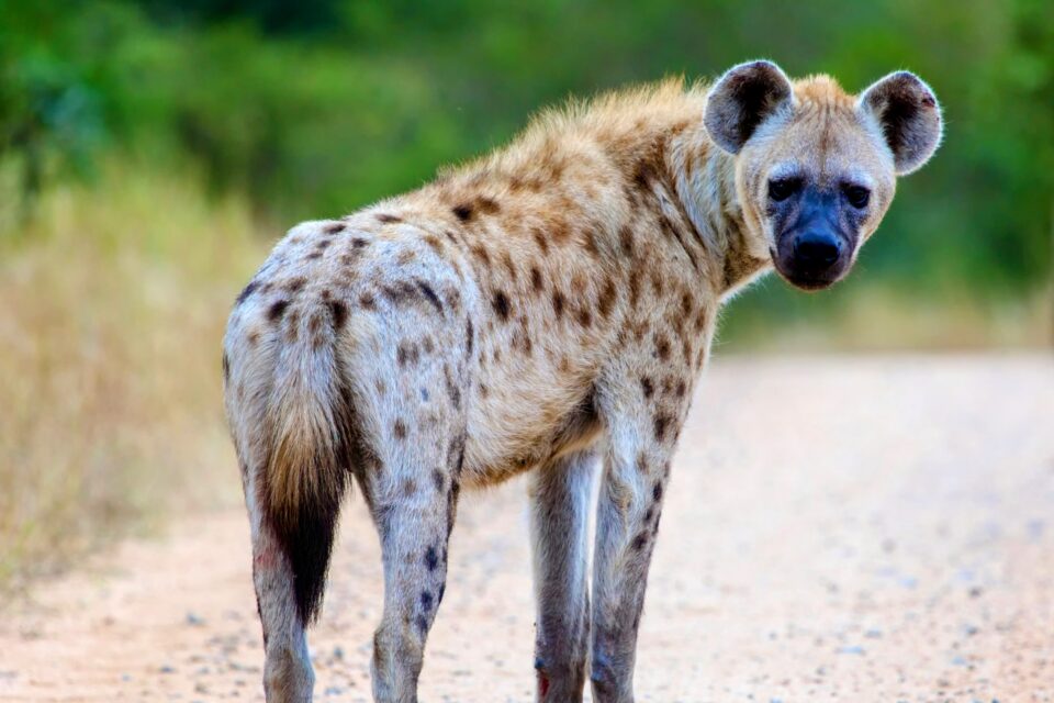 A spotted hyena looks behind