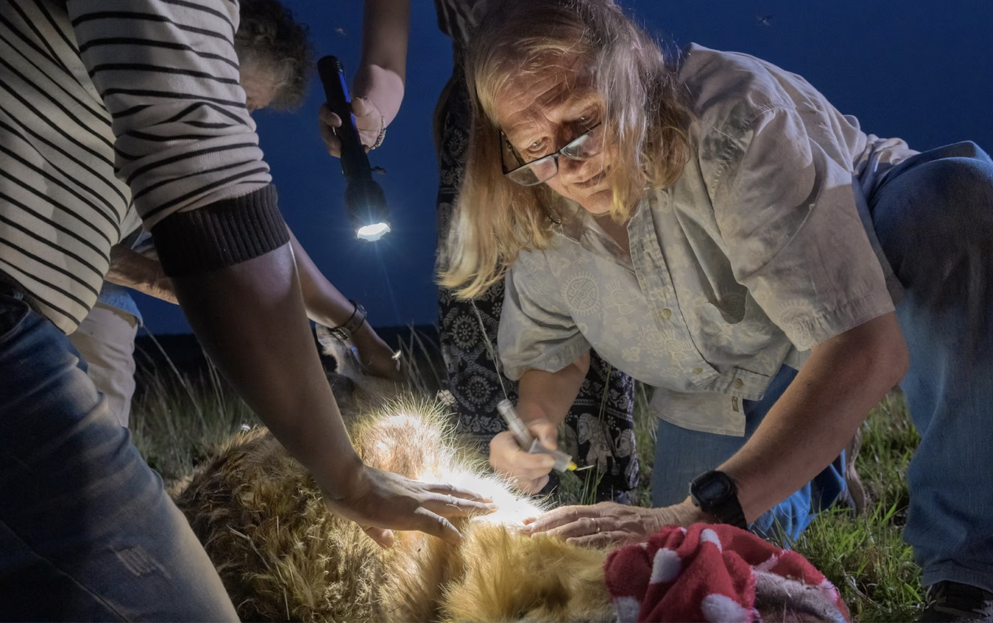 Kay Holekamp examines an anesthetized hyena by flashlight 