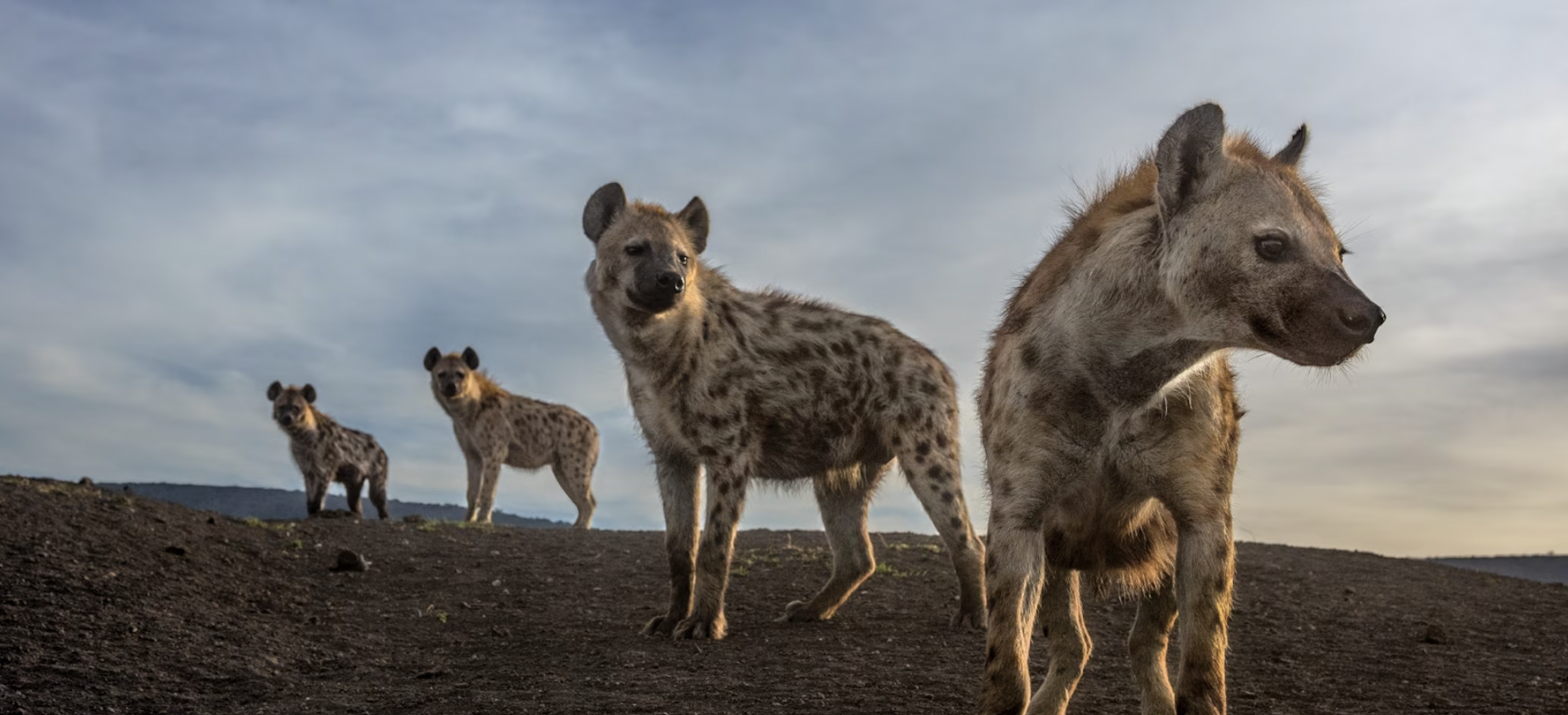 Four hyenas on African savannah