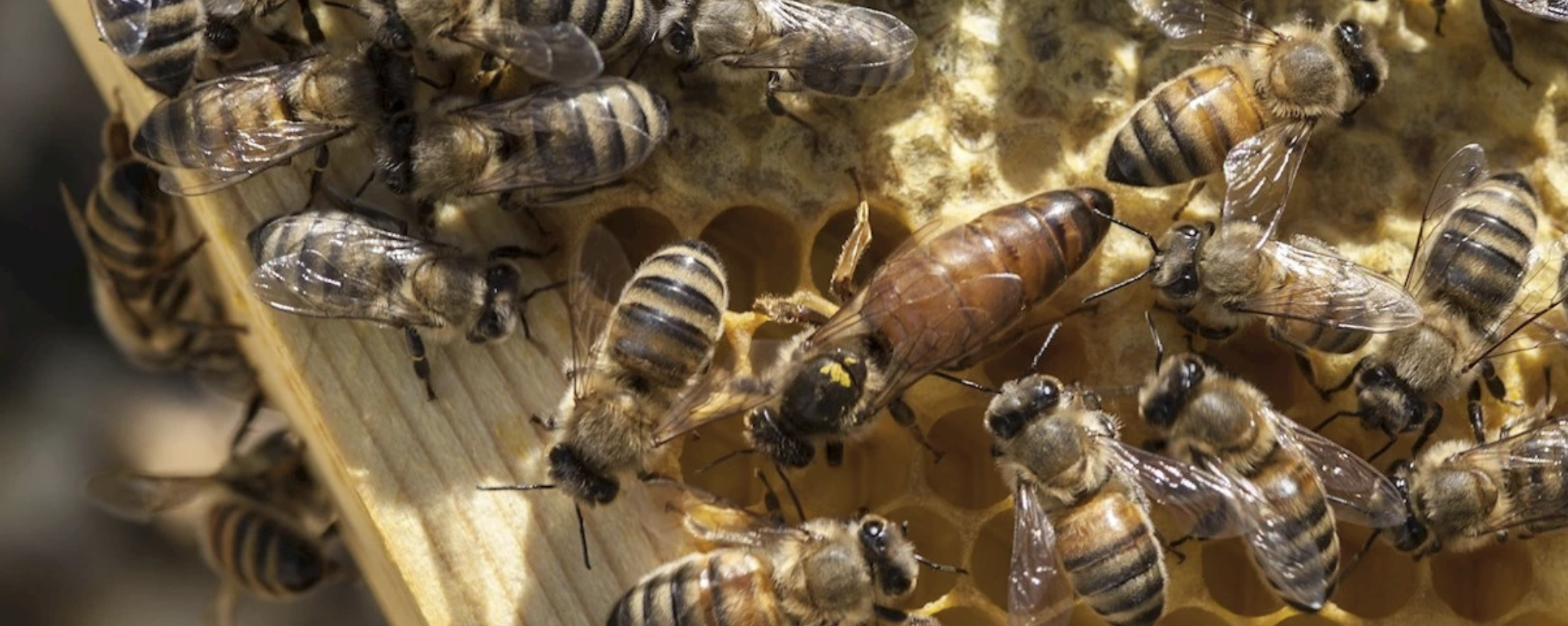 A close-up of honeybees in a hive