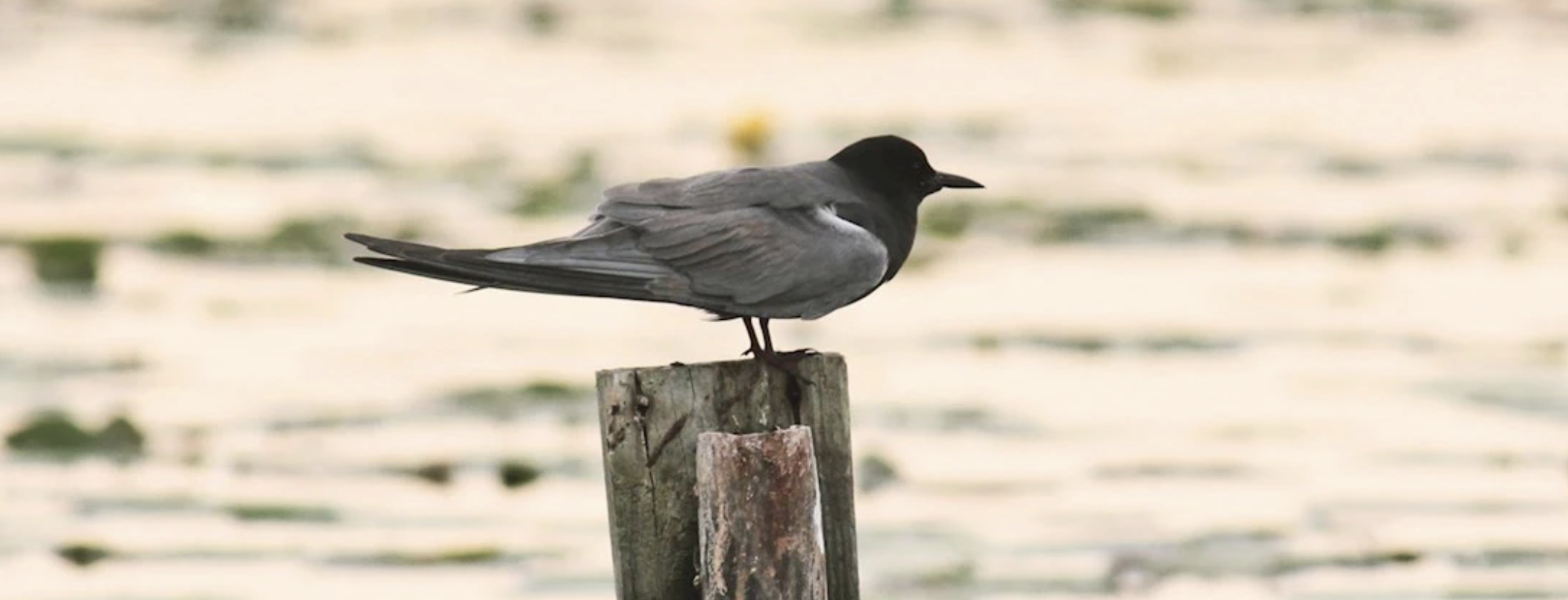Black tern on post near water