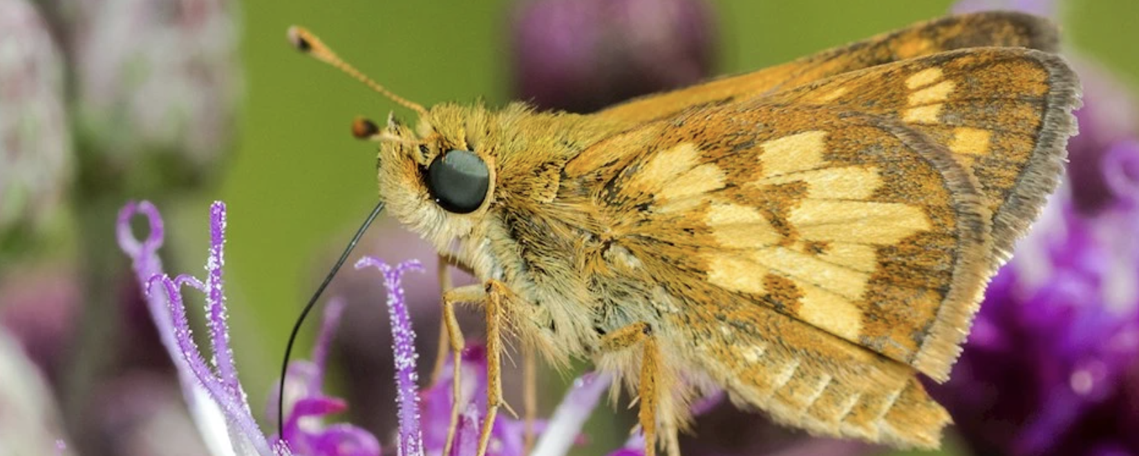 Close-up of moth on purple flower