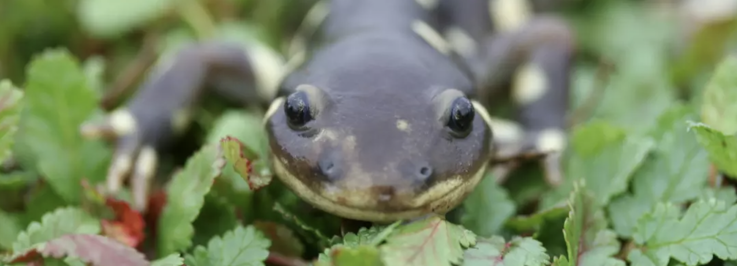 A salamander creeps through groundcover