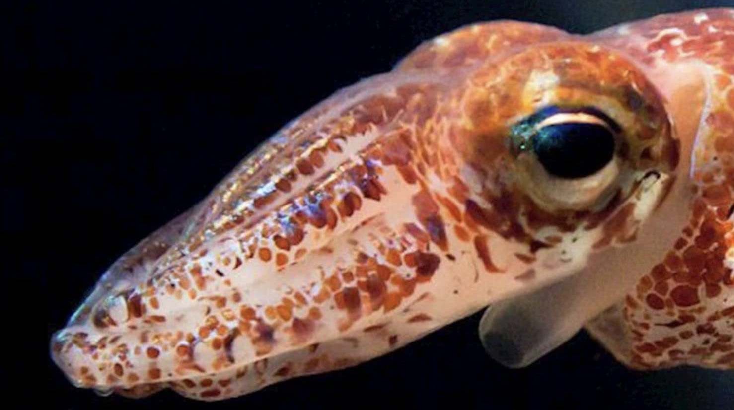 Hawaiian bobtail squid and the luminous bacteria