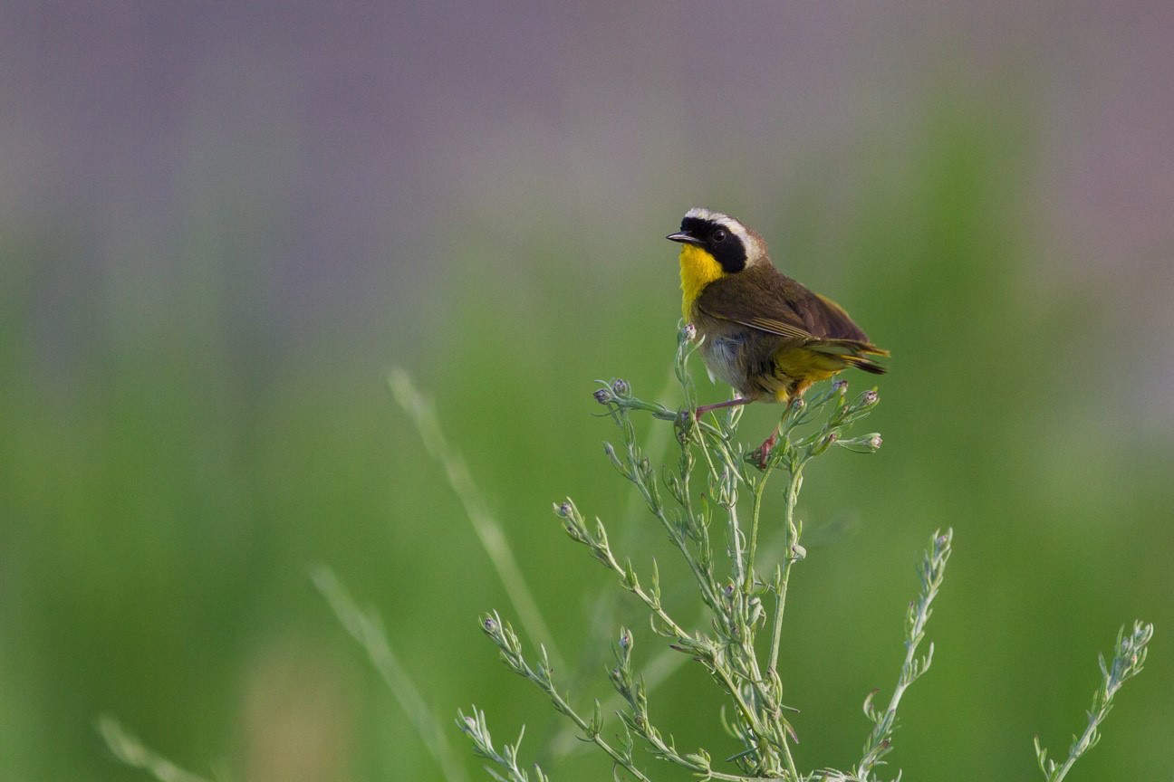 A common yellowthroat, a songbird, on a wildflower stalk