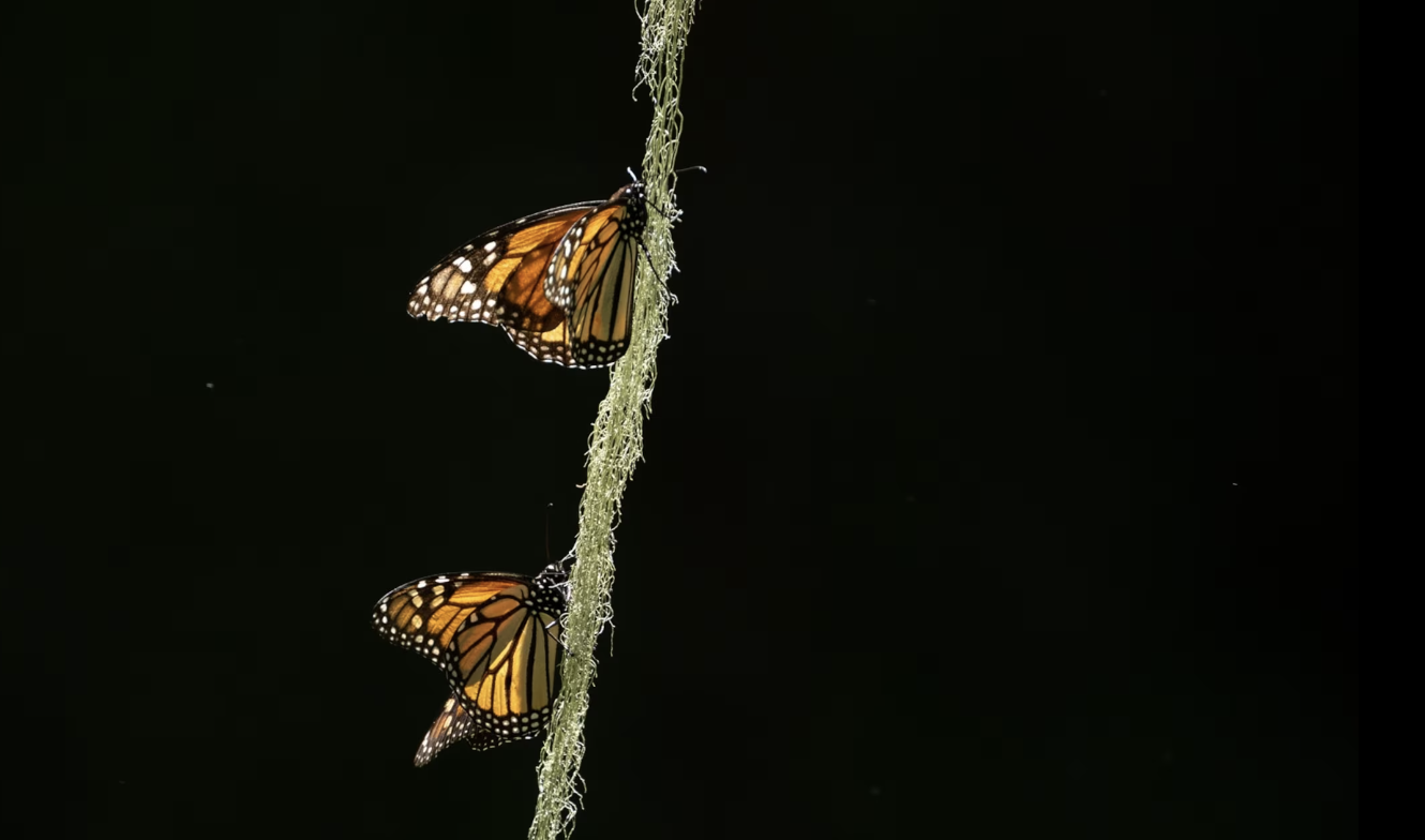 Two monarch butterflies on a milkweed stem