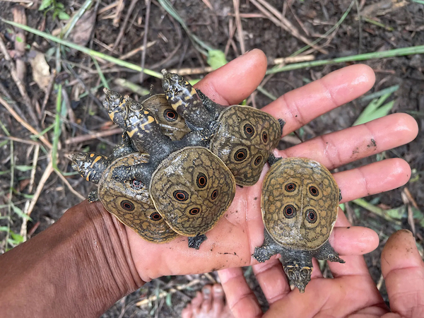 Recently hatched Burmese peacock softshell turtles, which are found only in Myanmar. Credit: U Nyein Chan and U Yae Aung/Fauna & Flora