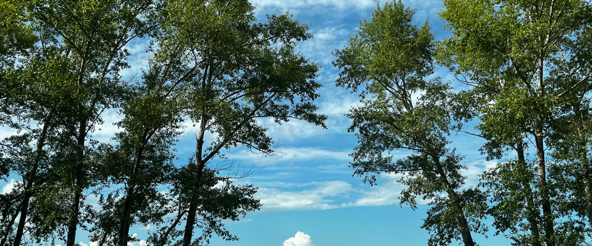 Trees with blue sky in background