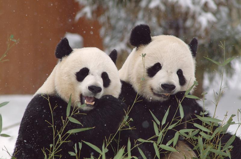 Two panda bears side by side munching bamboo