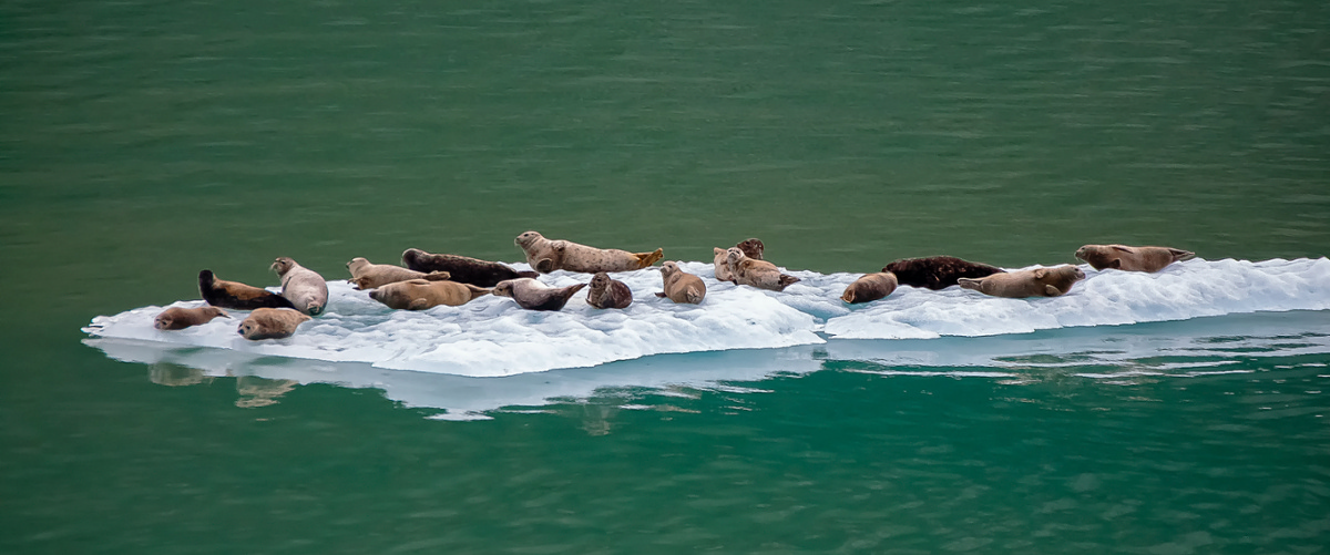 Seals floating on ice
