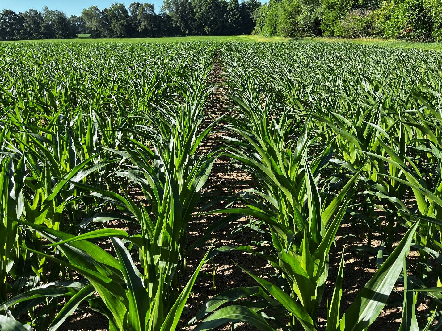 corn field