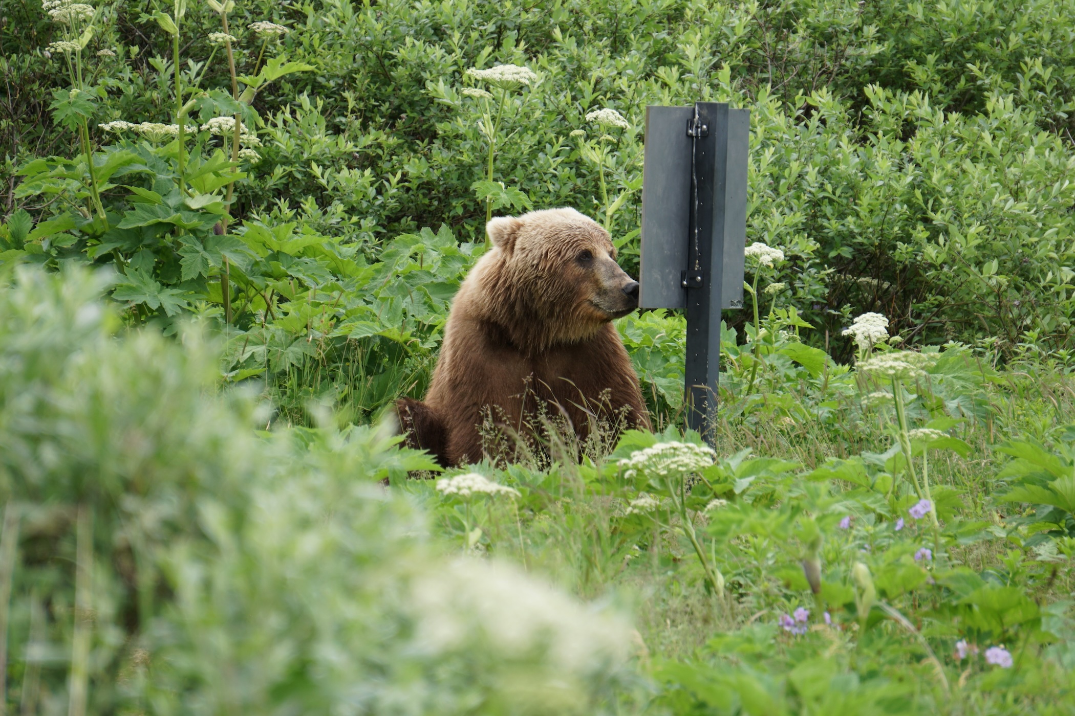 Bear reading a sign