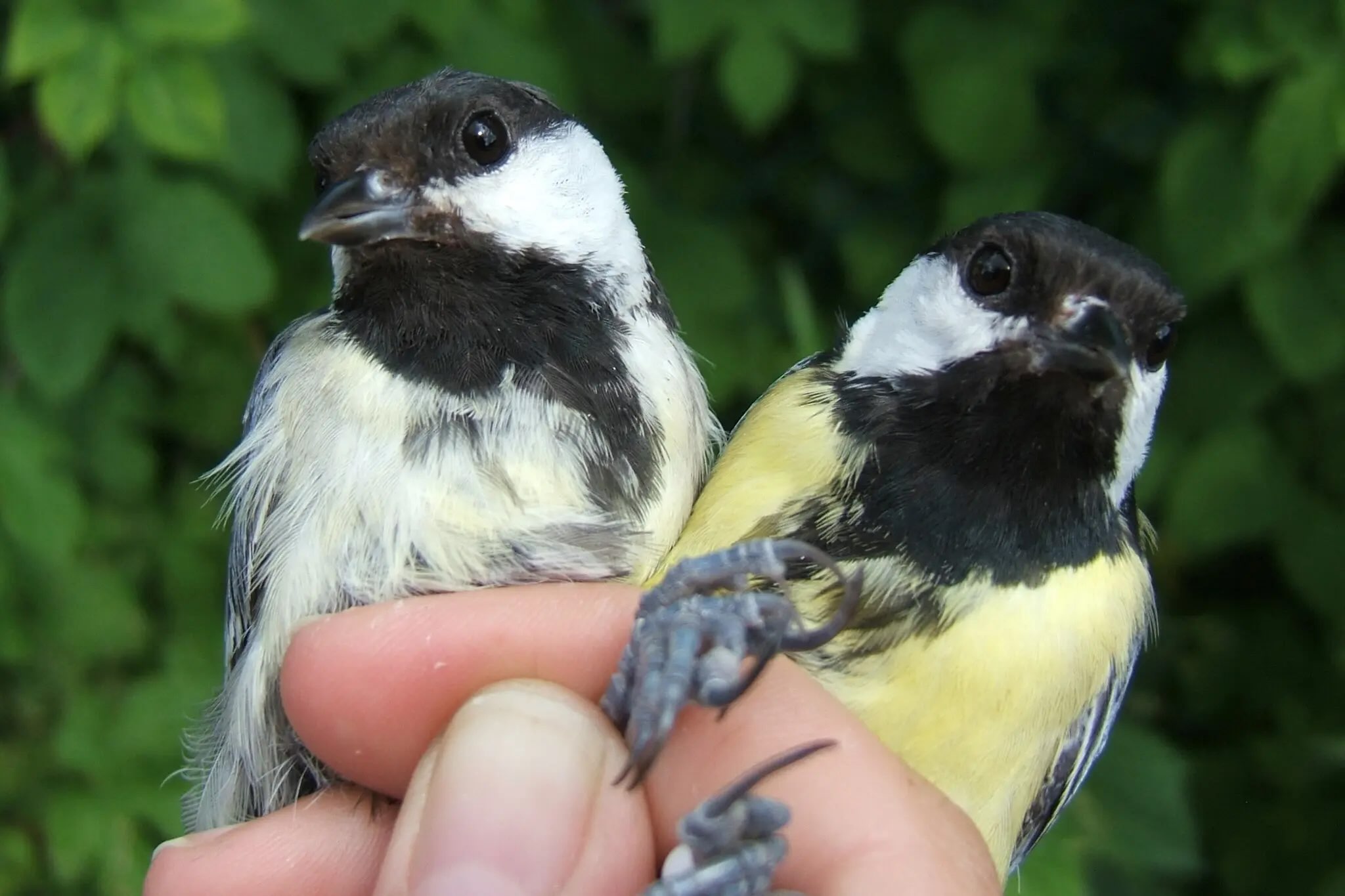 Great tits, a common species in Europe, that were part of a study on urban birds in Malmo, Sweden