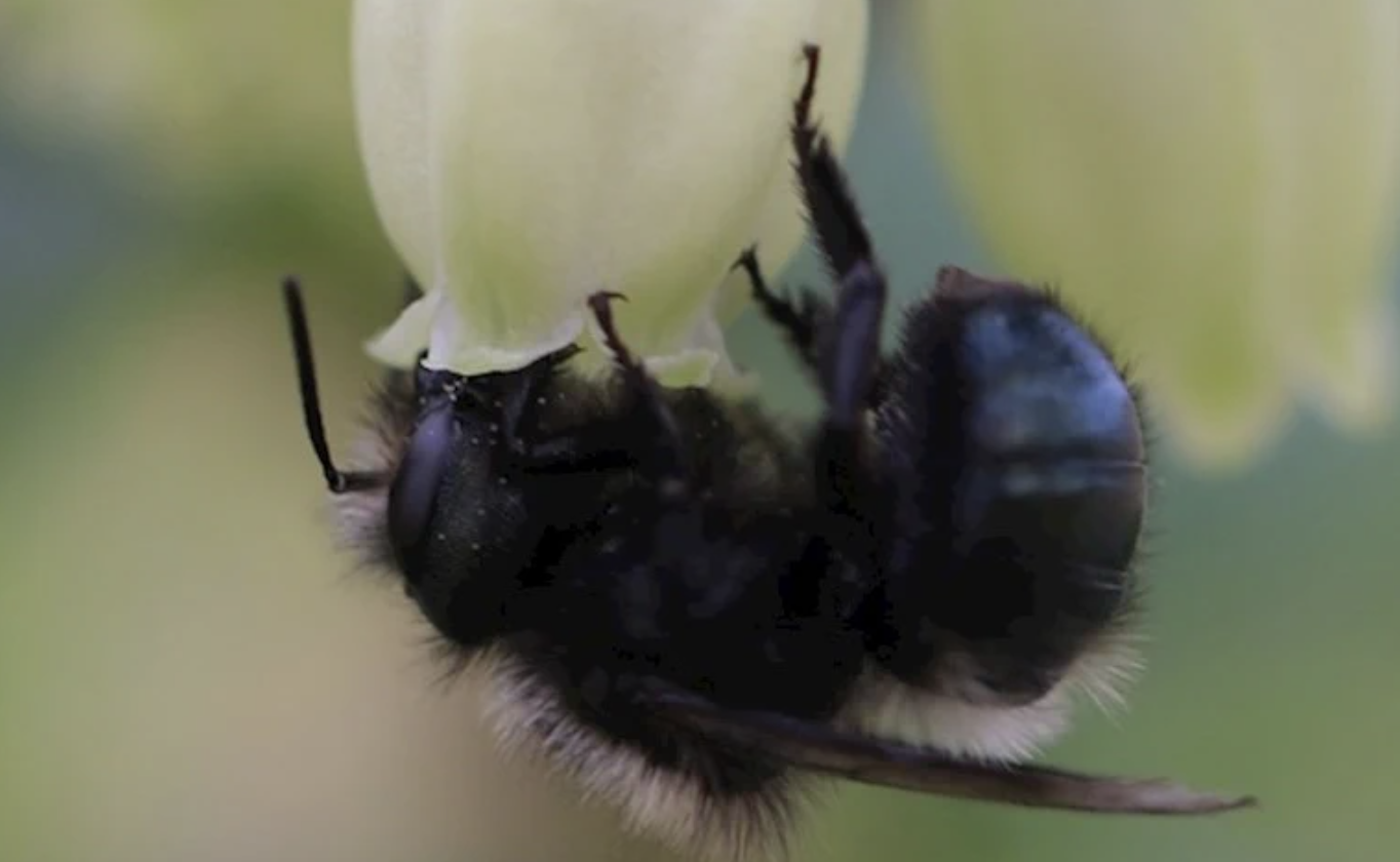 A bee taking nectar from a blueberry flower