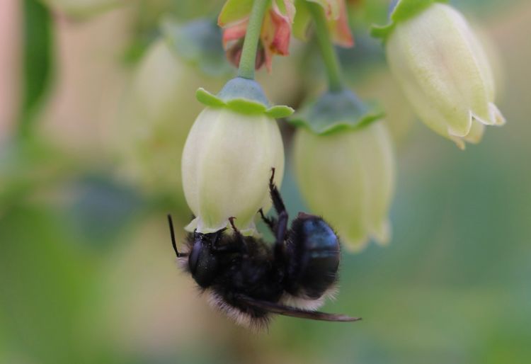 A bee on a blueberry flower.