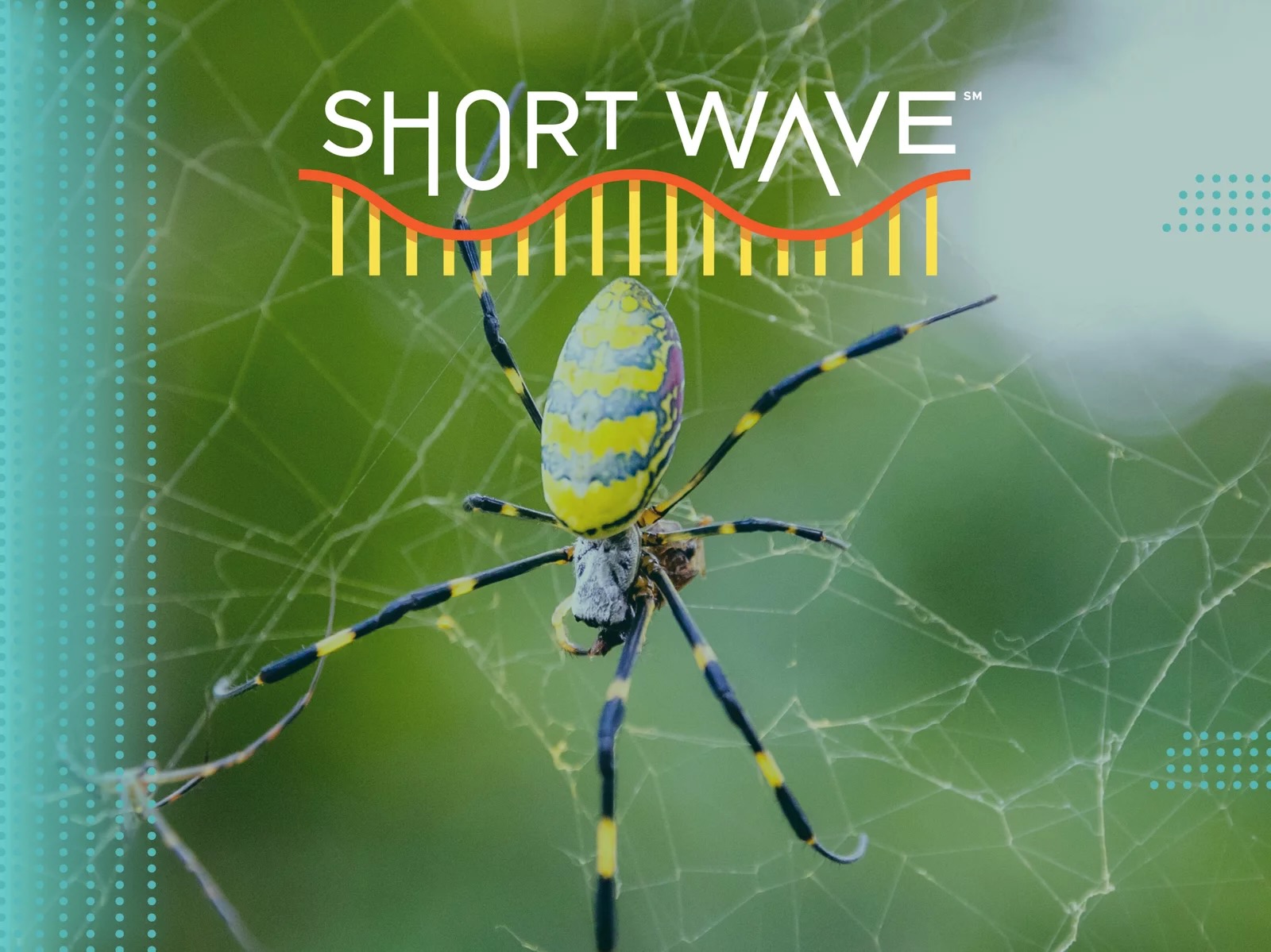 A Joro spider in a web under the Short Wave logo