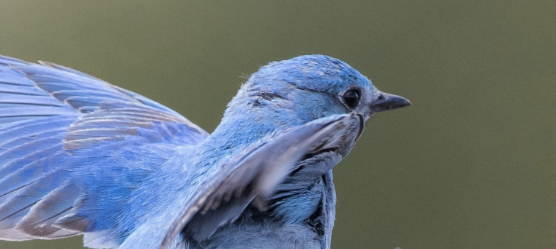 Blue bird close-up taking flight