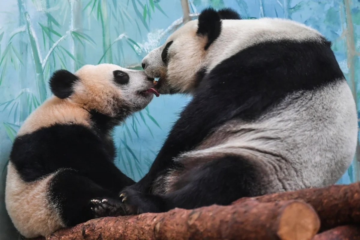 Panda mother and baby kiss