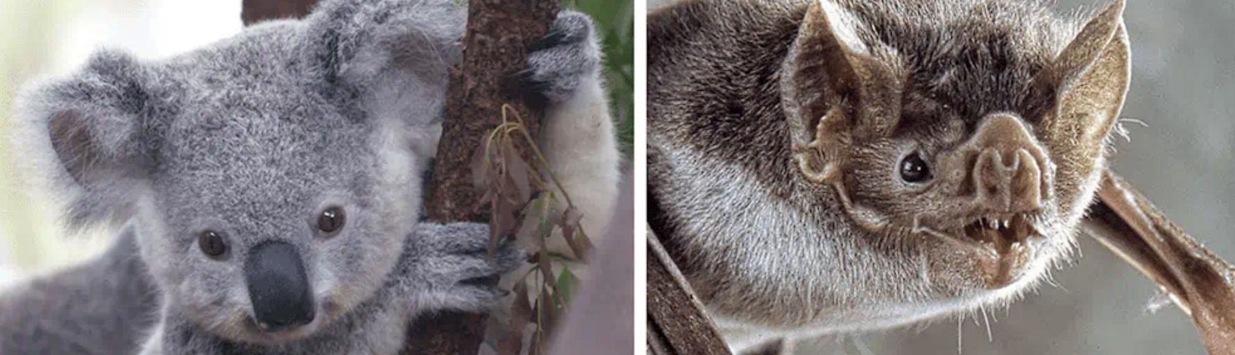 A koala and bat