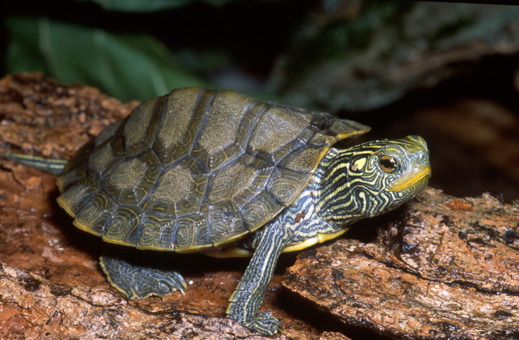 An older juvenile northern map turtle rests on a log
