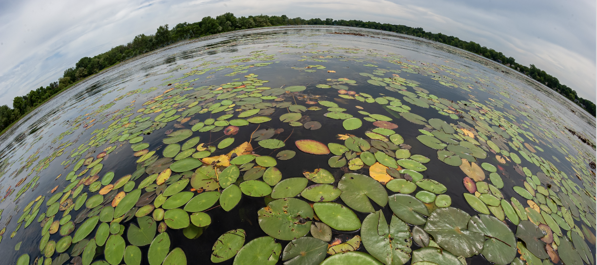 Rounded picture of aquatic plants against a shoreline in horizon