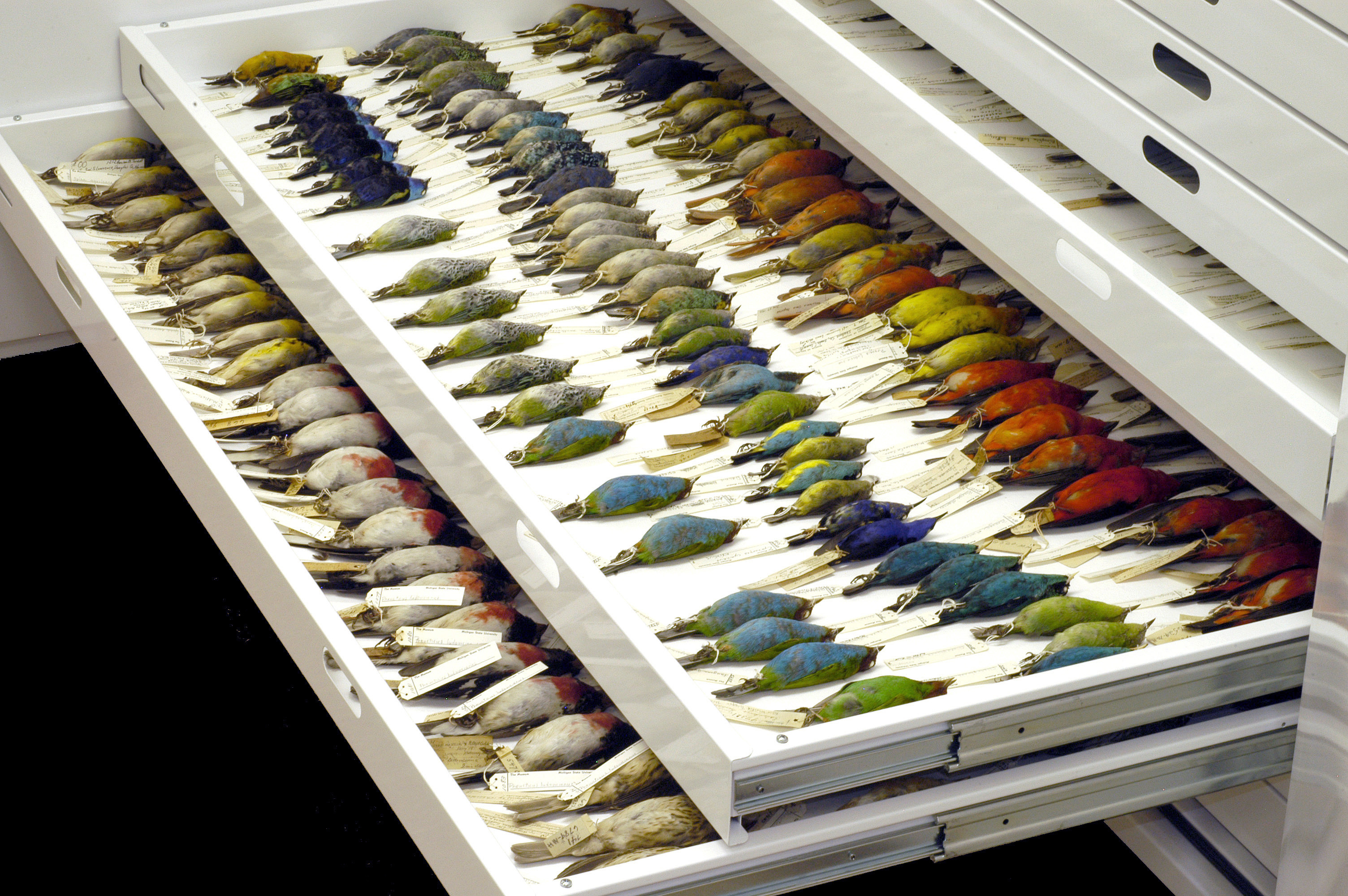 Preserved specimins of birds in the MSU Museum collections