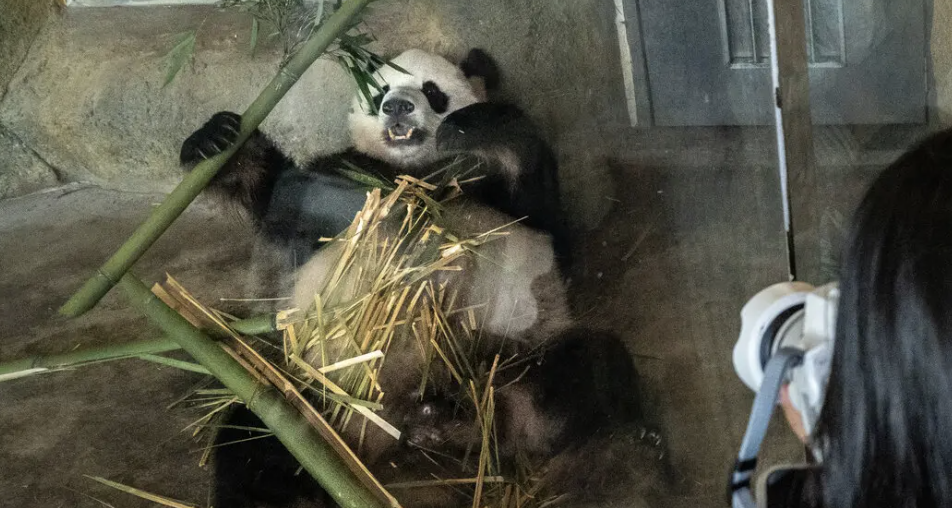 Tourist photographs a panda in captivity