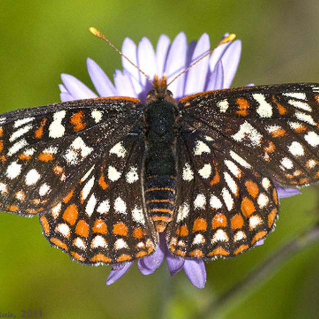 Ediths checkerspot butterfly